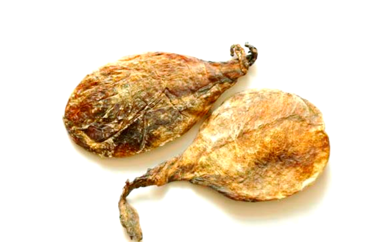 熊胆