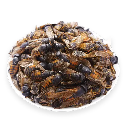 虻虫