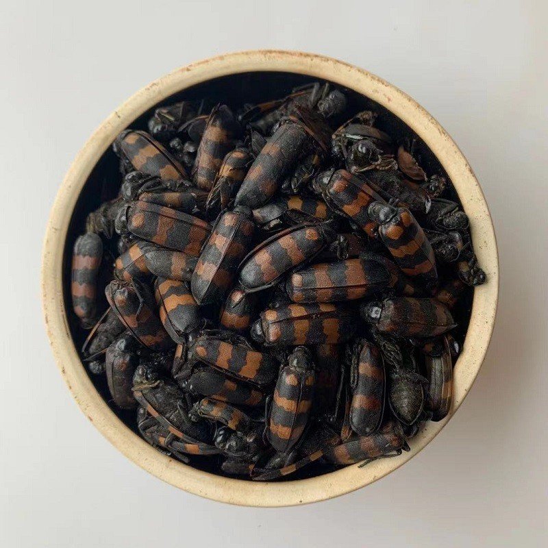 斑蝥